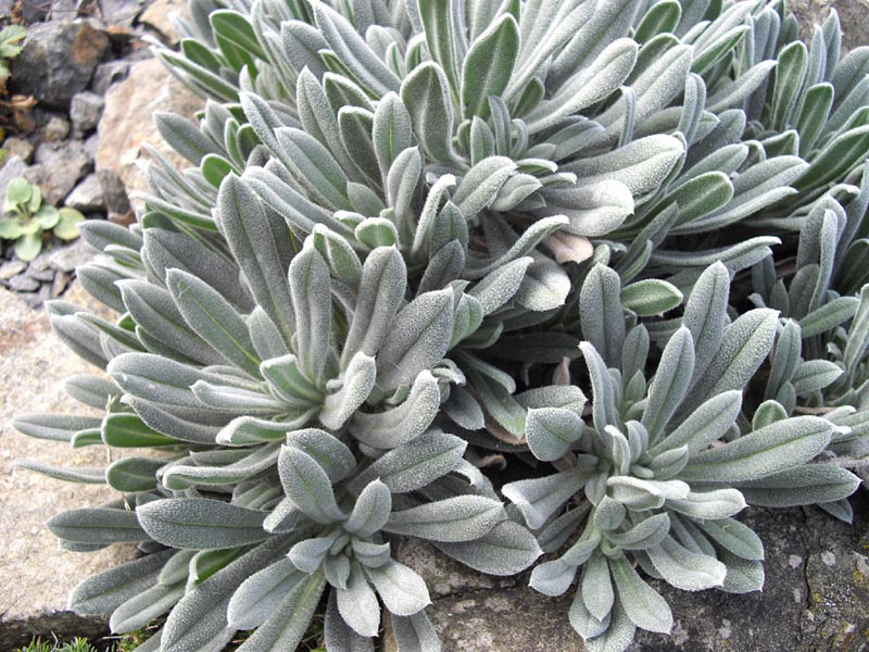 Onosma alborosea en fleurs sur des éboulis stabilisés en Turquie